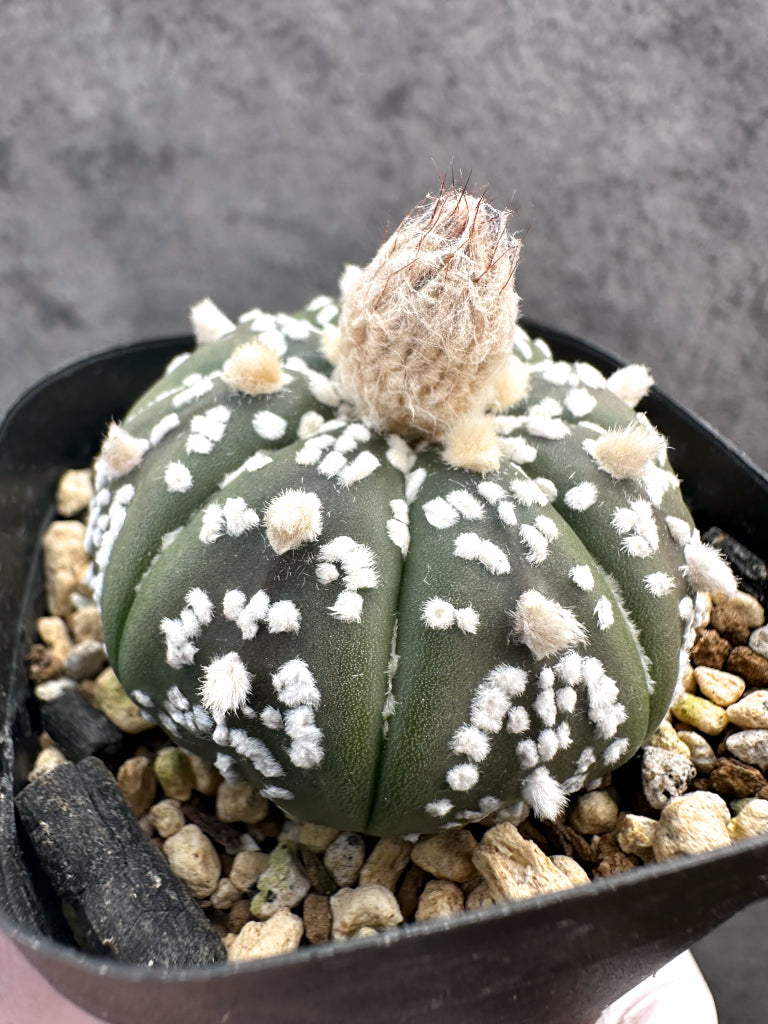 【現品限り】アストロフィツム・スーパー兜 実生【A14】 Astrophytum Super Kabuto
