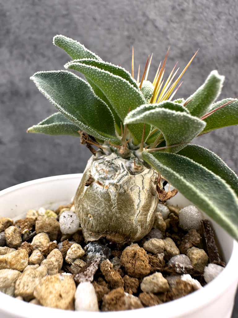 【現品限り】パキポディウム・ナマクアナム 光堂 実生【A16】 Pachypodium namaquanum