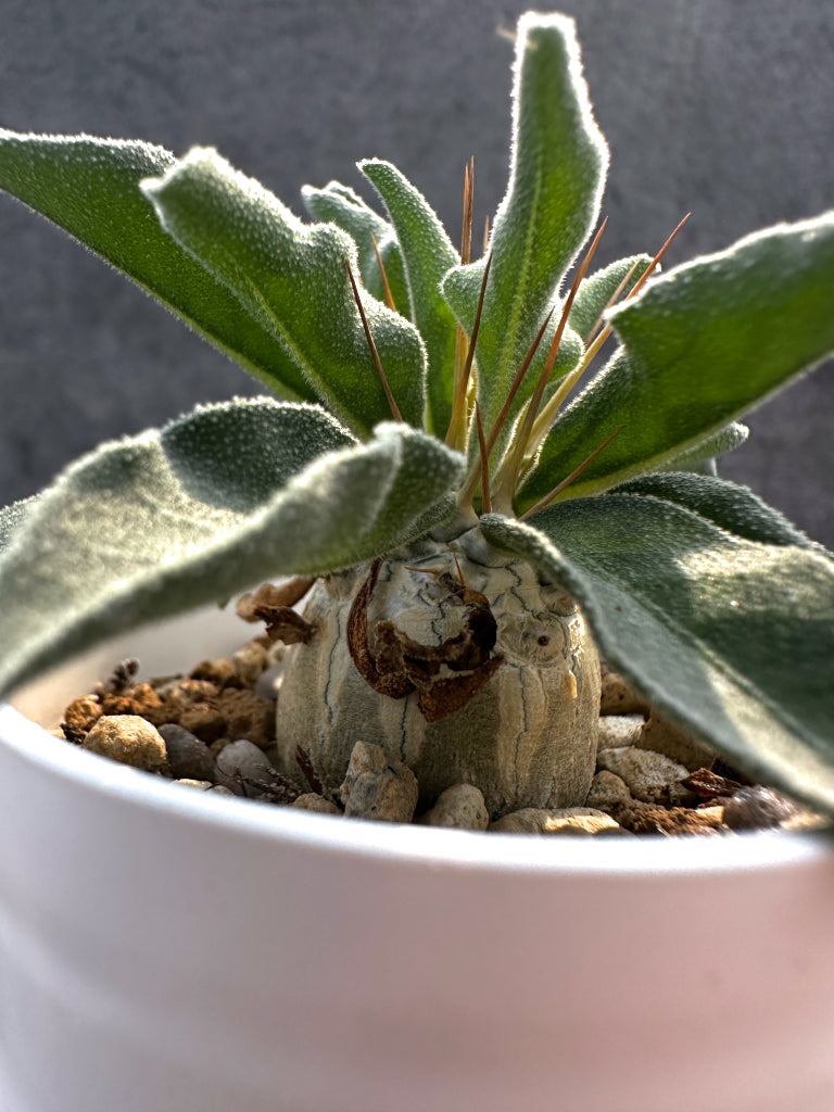 【現品限り】パキポディウム・ナマクアナム 光堂 実生【A17】 Pachypodium namaquanum