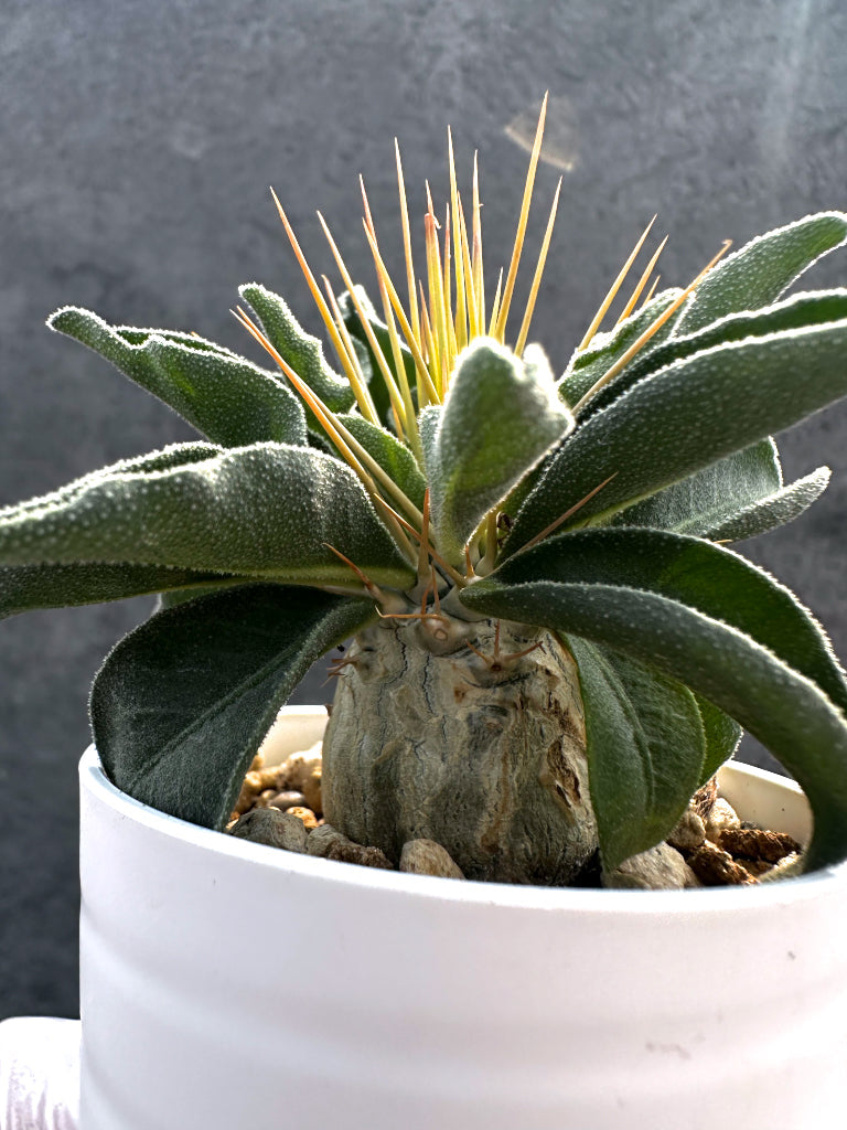 【現品限り】パキポディウム・ナマクアナム 光堂 実生【A18】 Pachypodium namaquanum