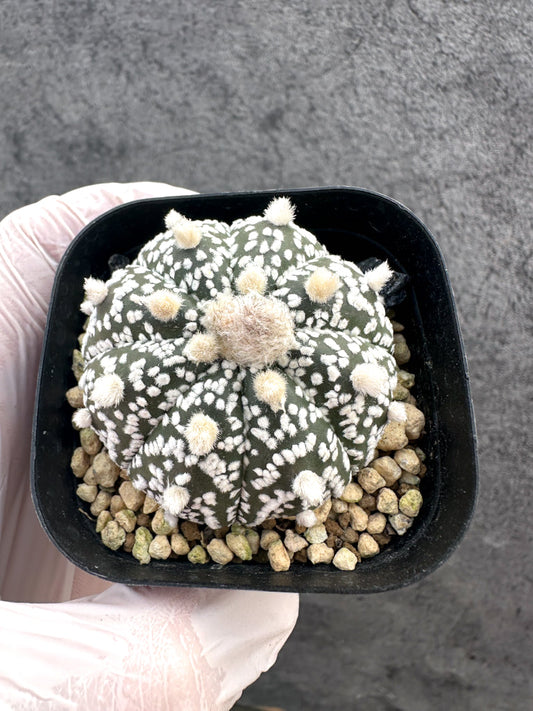 【現品限り】アストロフィツム・スーパー兜 実生【A1】 Astrophytum Super Kabuto