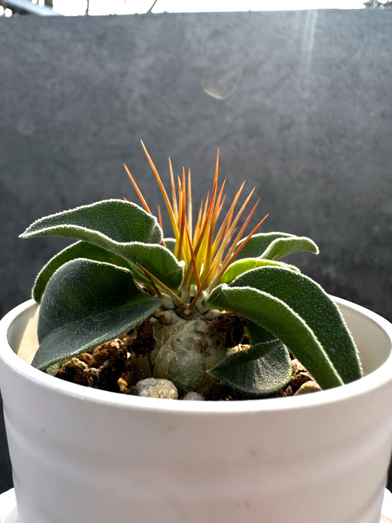 【現品限り】パキポディウム・ナマクアナム 光堂 実生【A20】 Pachypodium namaquanum