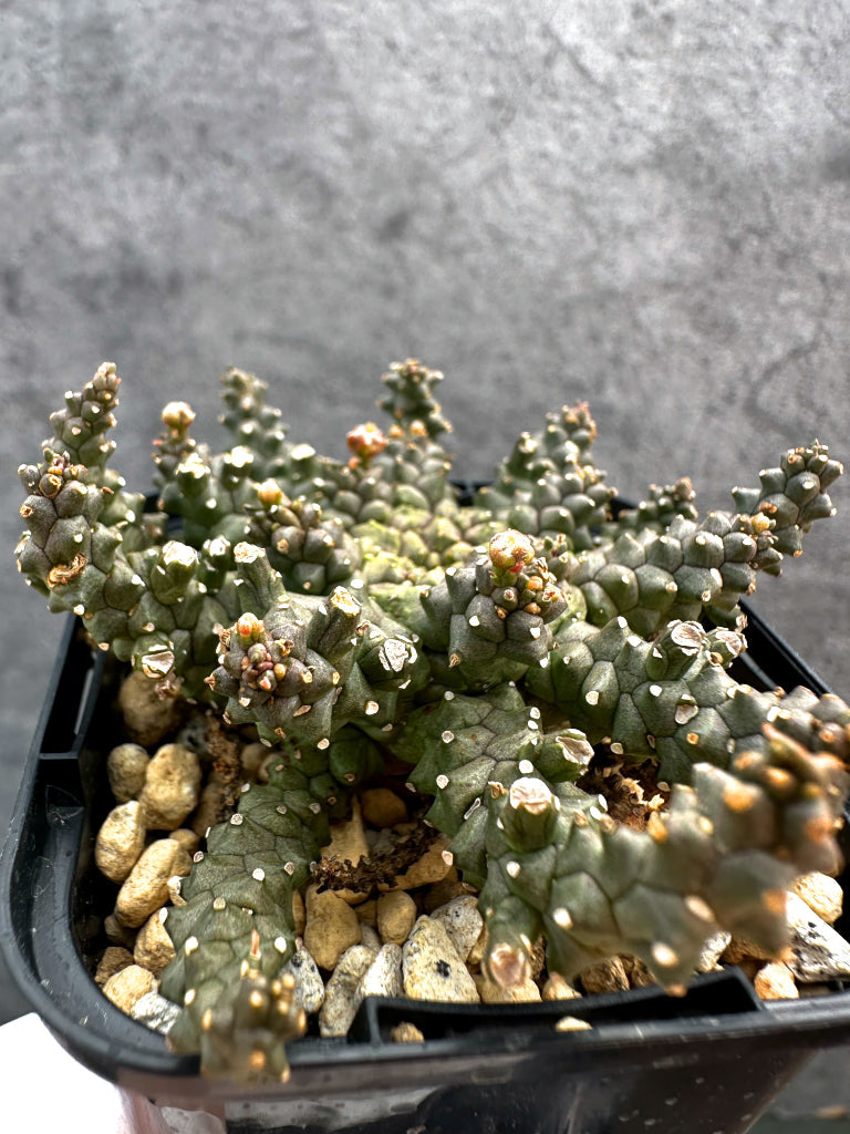 【現品限り】ユーフォルビア・タコモノ hyb【A21】 Euphorbia hybrid