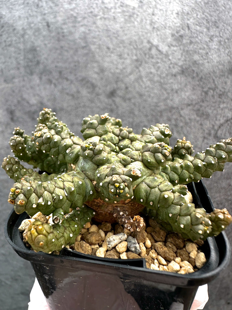 【現品限り】ユーフォルビア・タコモノ hyb【A22】 Euphorbia hybrid