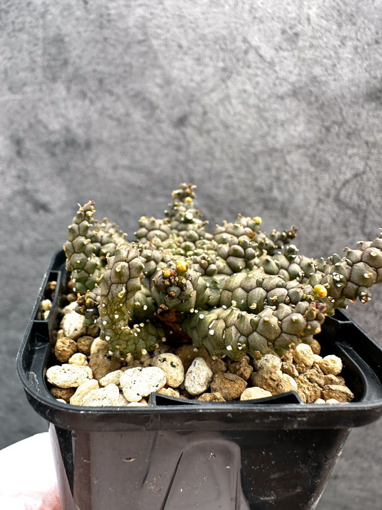 【現品限り】ユーフォルビア・タコモノ hyb【A23】 Euphorbia hybrid