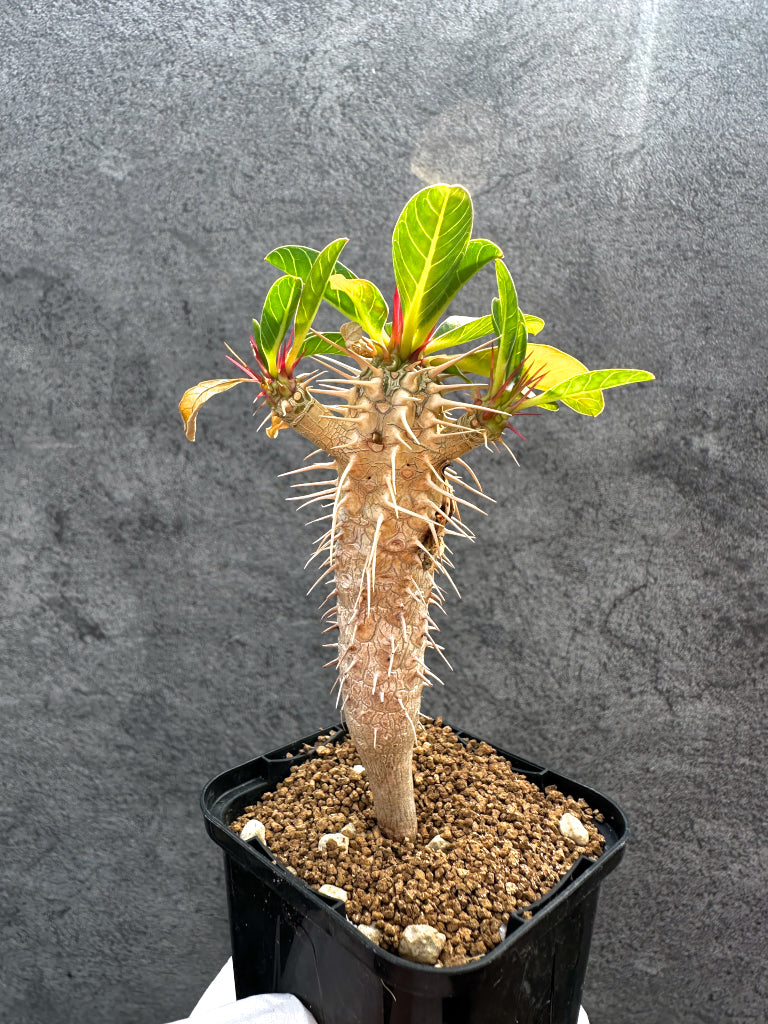 【現品限り】ユーフォルビア・ギラウミニアナ【A27】 Euphorbia guillauminiana