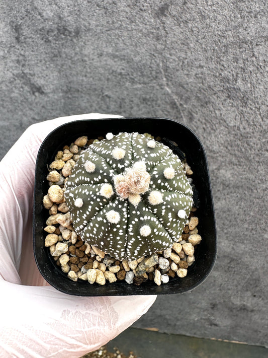 【現品限り】アストロフィツム・スーパー兜 実生【A2】 Astrophytum Super Kabuto