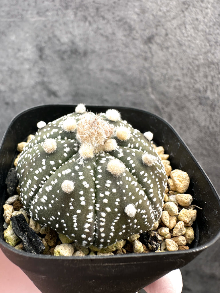 【現品限り】アストロフィツム・スーパー兜 実生【A2】 Astrophytum Super Kabuto