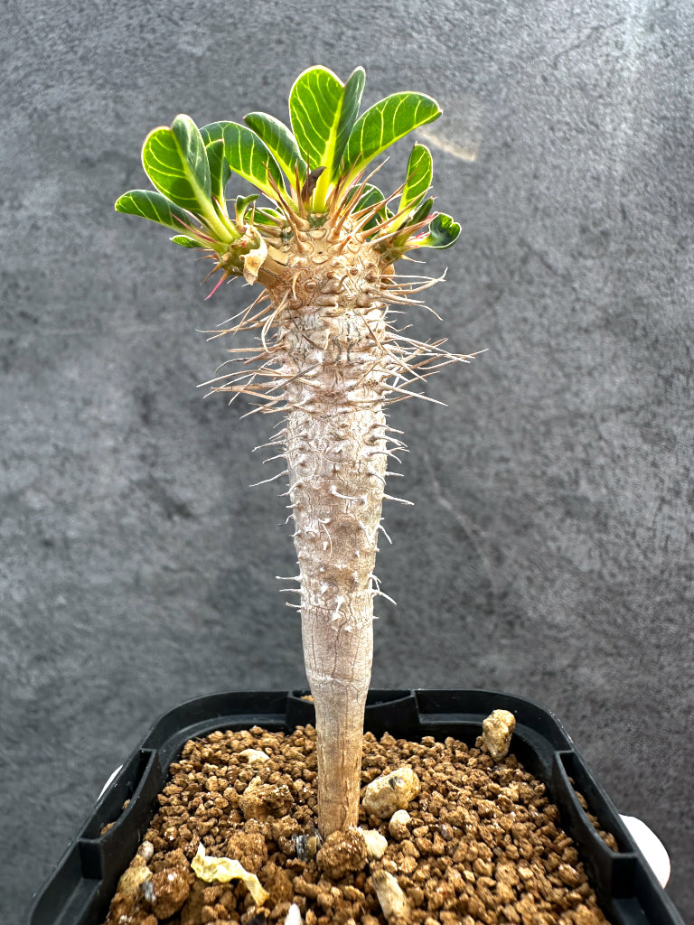 【現品限り】ユーフォルビア・ギラウミニアナ【A30】 Euphorbia guillauminiana