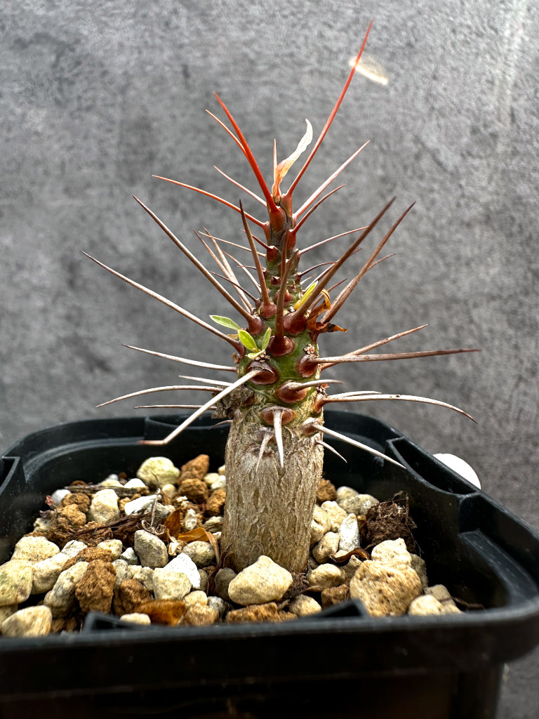 【現品限り】フォークイエリア・プルプシー【A33】 Fouquieria purpusii