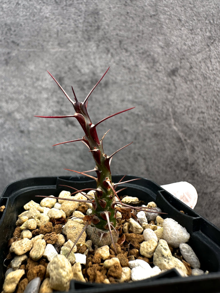【現品限り】フォークイエリア・ファシクラータ【A34】 Fouquieria fasciculata