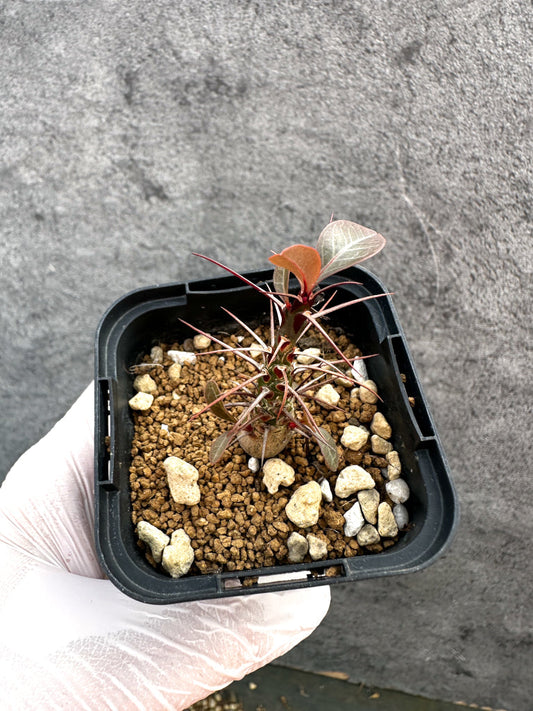 【現品限り】フォークイエリア・ファシクラータ【A35】 Fouquieria fasciculata