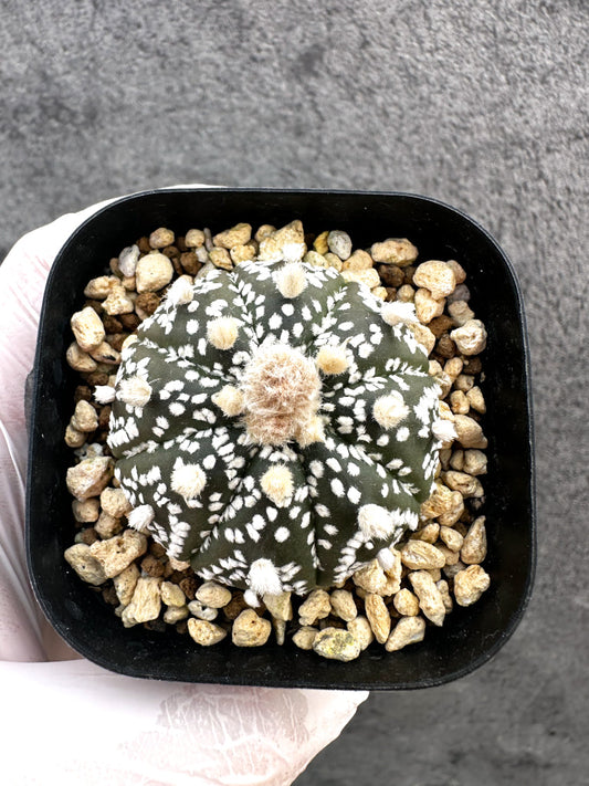 【現品限り】アストロフィツム・スーパー兜 実生【A3】 Astrophytum Super Kabuto