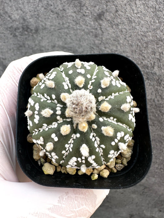 【現品限り】アストロフィツム・スーパー兜 実生【A4】 Astrophytum Super Kabuto