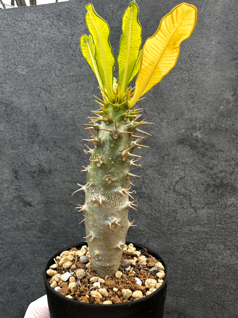 【現品限り】パキポディウム・アンボンゲンセ 実生【A53】 Pachypodium ambongense