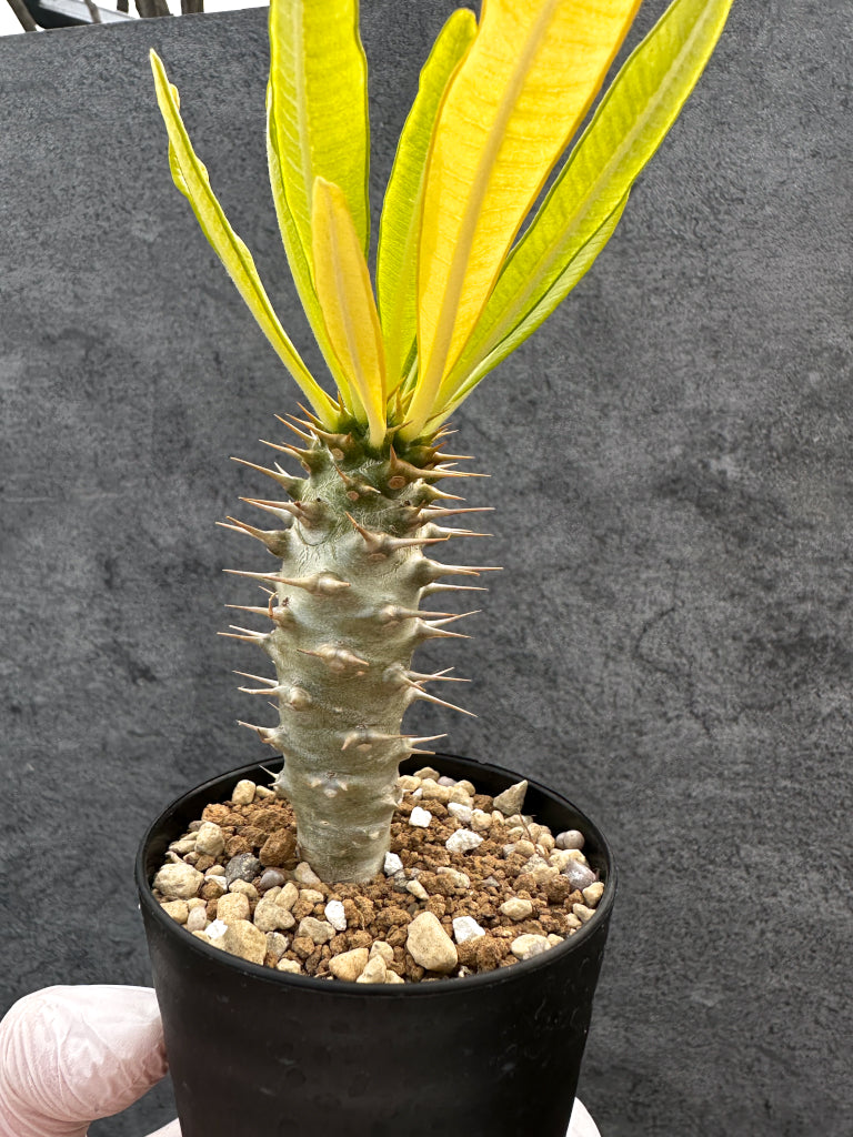 【現品限り】パキポディウム・アンボンゲンセ 実生【A55】 Pachypodium ambongense