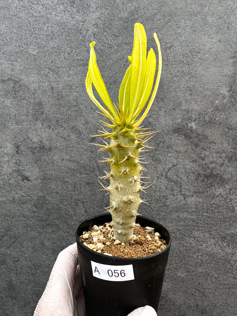 パキポディウム・アンボンゲンセ 実生【A56】 Pachypodium ambongense