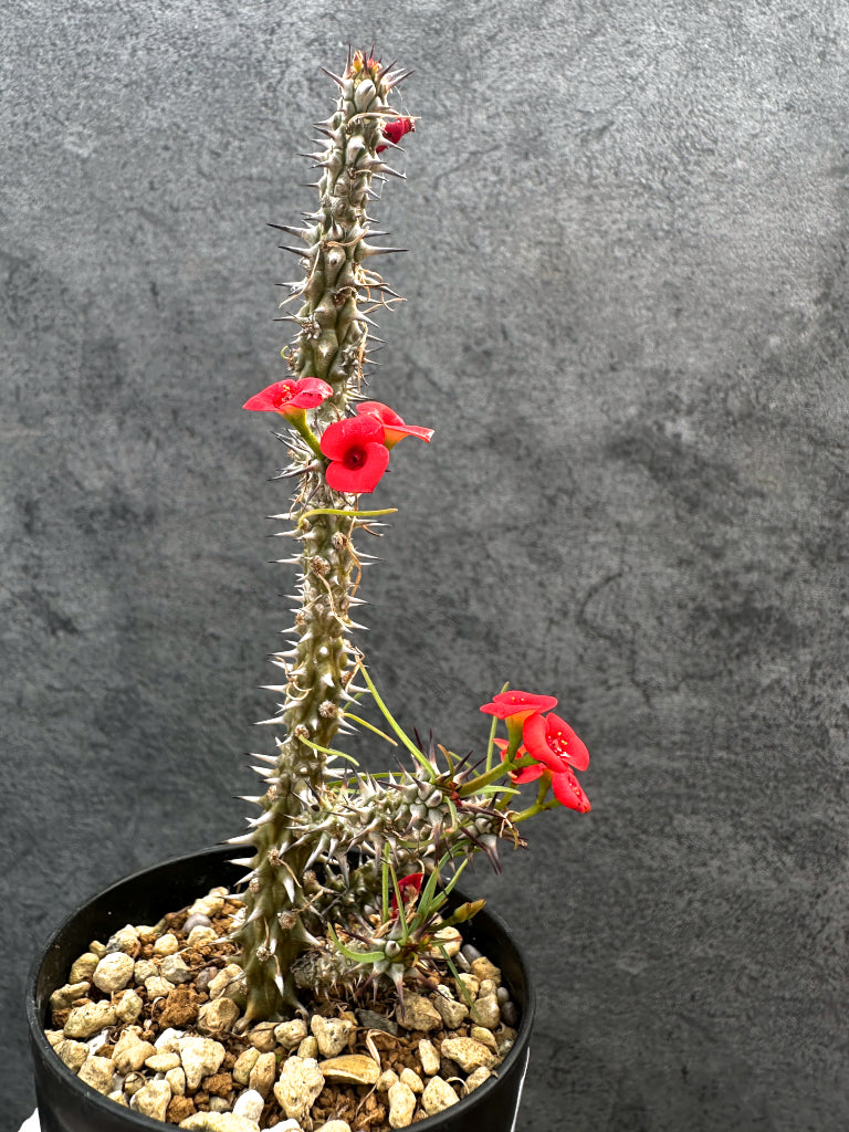 【現品限り】ユーフォルビア・ゴットレベイ 挿し木【A58】 Euphorbia gottlebei