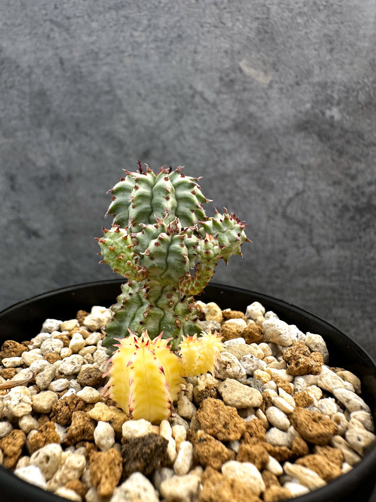 【現品限り】ユーフォルビア・ペルドルシアナ錦【A61】 Euphorbia perdorsiana f variegata