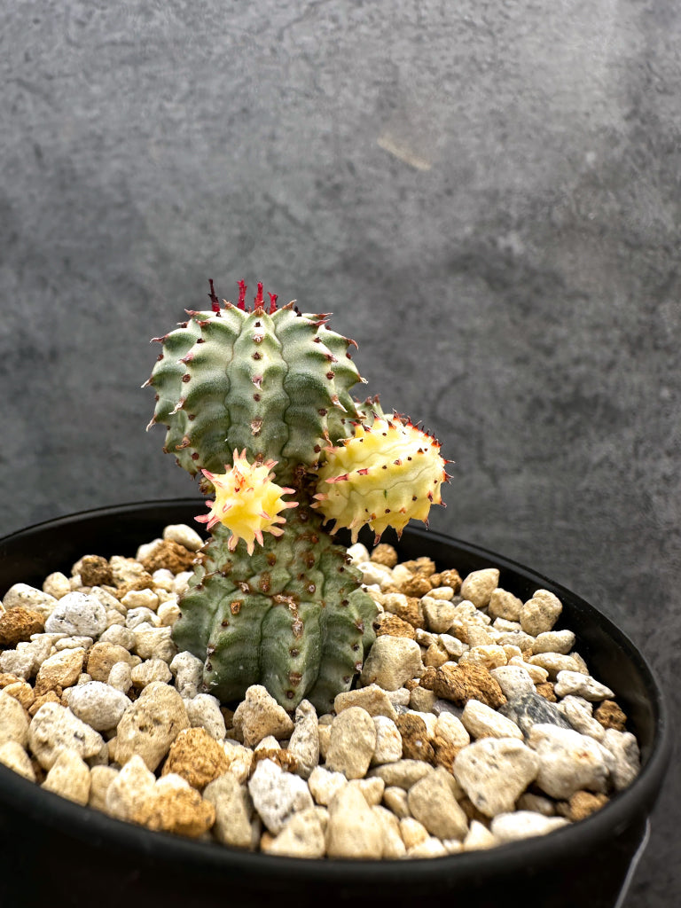 【現品限り】ユーフォルビア・ペルドルシアナ錦【A63】 Euphorbia perdorsiana f variegata