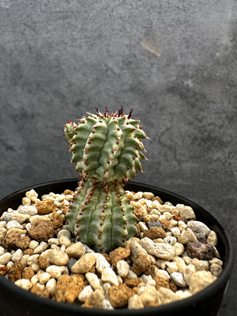 【現品限り】ユーフォルビア・ペルドルシアナ錦【A64】 Euphorbia perdorsiana f variegata