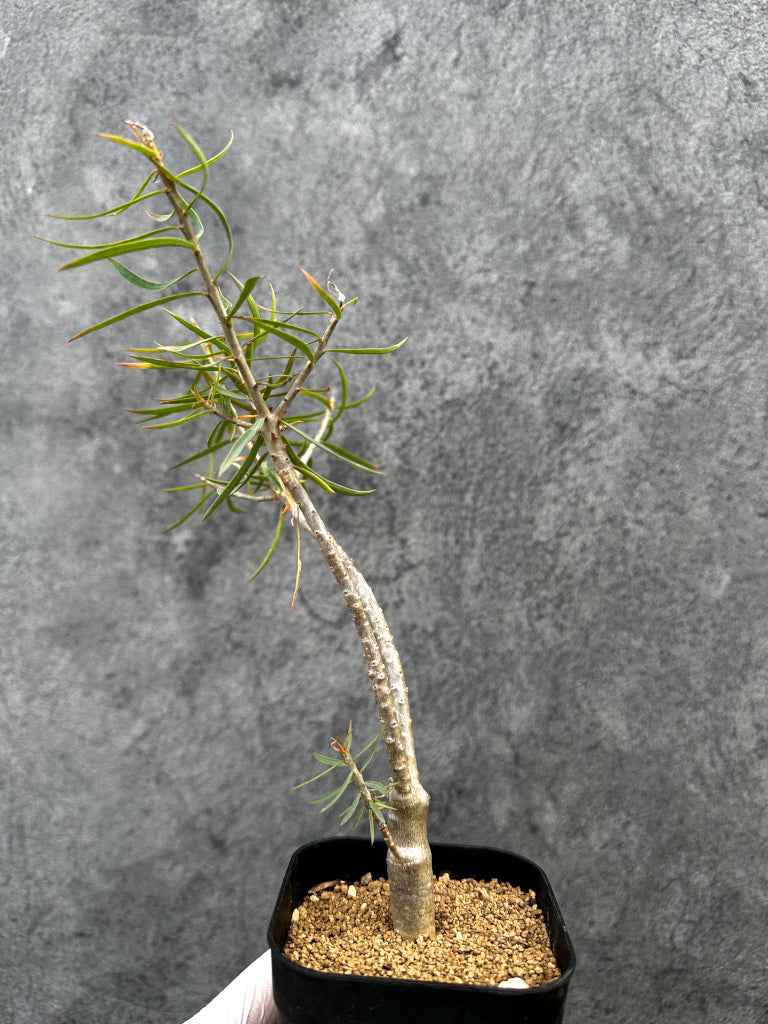 【現品限り】ユーフォルビア・バルサミフェラ【A67】 Euphorbia balsamifera