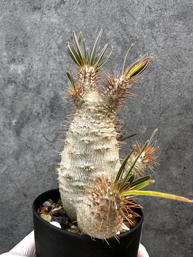 【現品限り】パキポディウム・グラキリス 実生約6年【A69】 Pachypodium gracilius