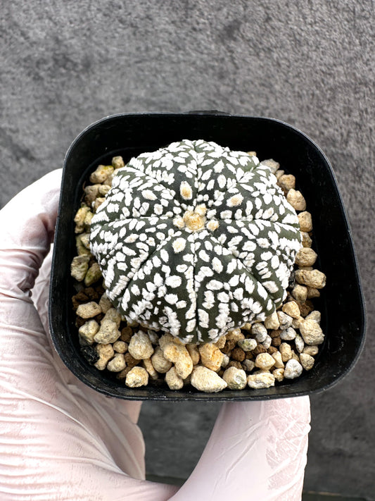 【現品限り】アストロフィツム・スーパー兜 実生【A6】 Astrophytum Super Kabuto