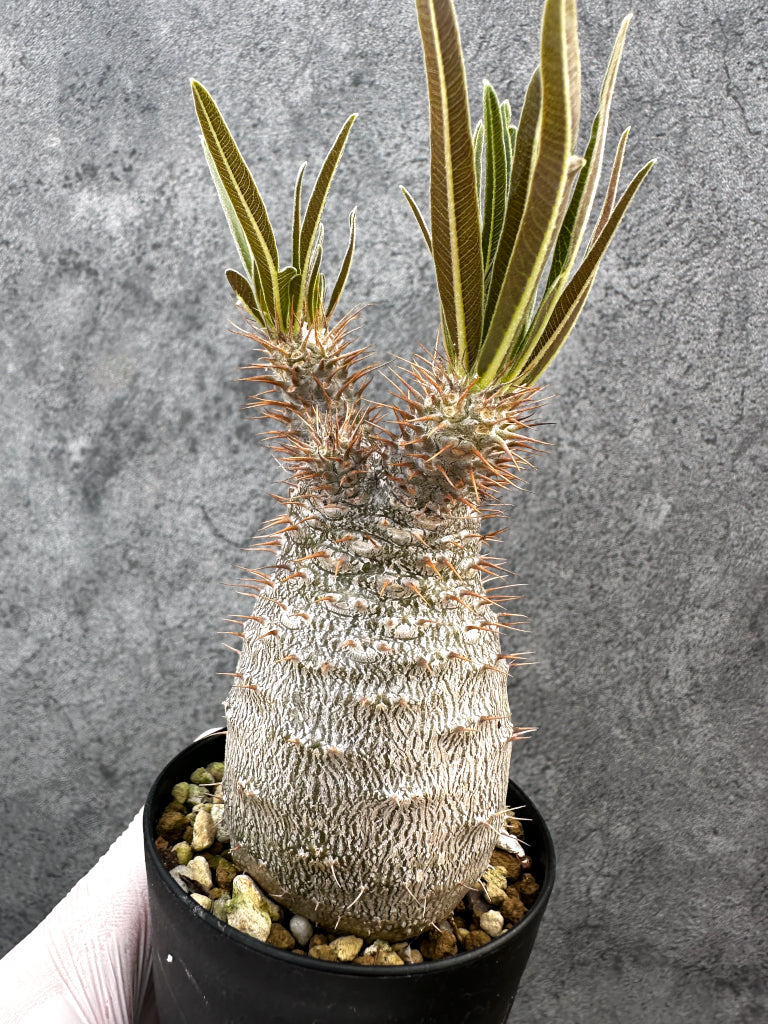 【現品限り】パキポディウム・グラキリス 実生約6年【A70】 Pachypodium gracilius