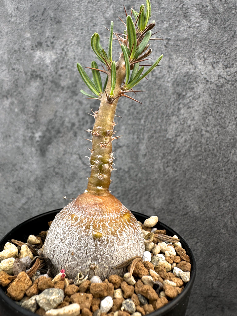 【現品限り】パキポディウム・サキュレンタム 実生【A74】 Pachypodium succulentum