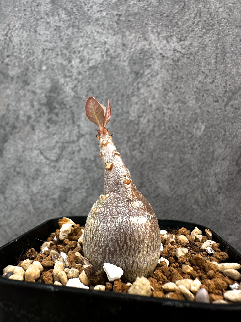 【現品限り】アデニウム・ソコトラナム 実生【A75】 Adenium socotranum