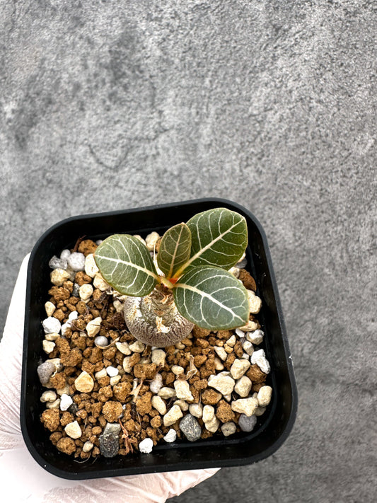 【現品限り】アデニウム・ソコトラナム 実生【A76】 Adenium socotranum