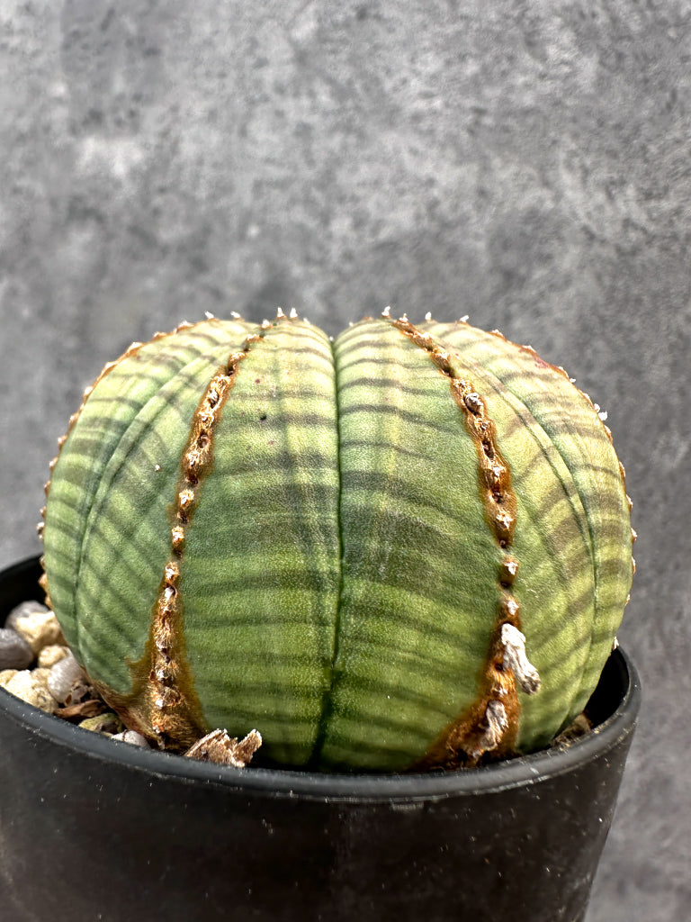 【現品限り】ユーフォルビア・オベサ レア【A77】 Euphorbia obesa