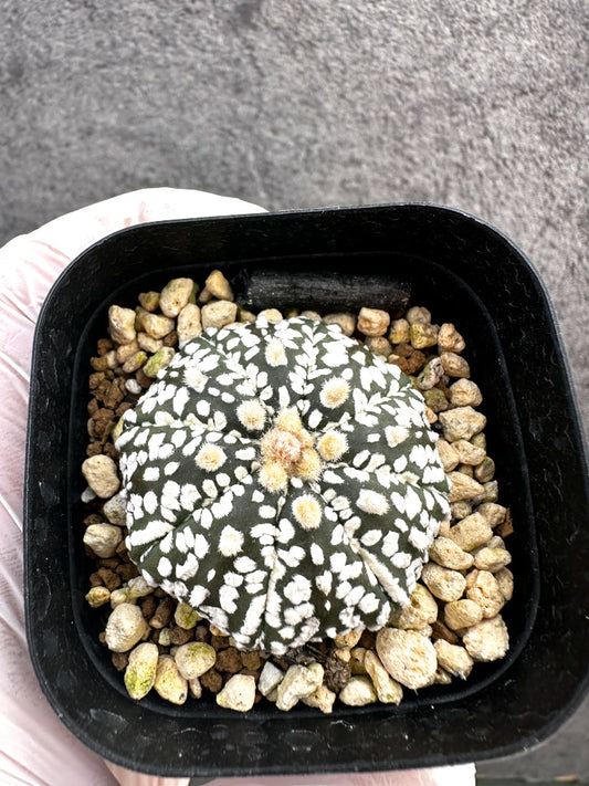 【現品限り】アストロフィツム・スーパー兜 実生【A7】 Astrophytum Super Kabuto