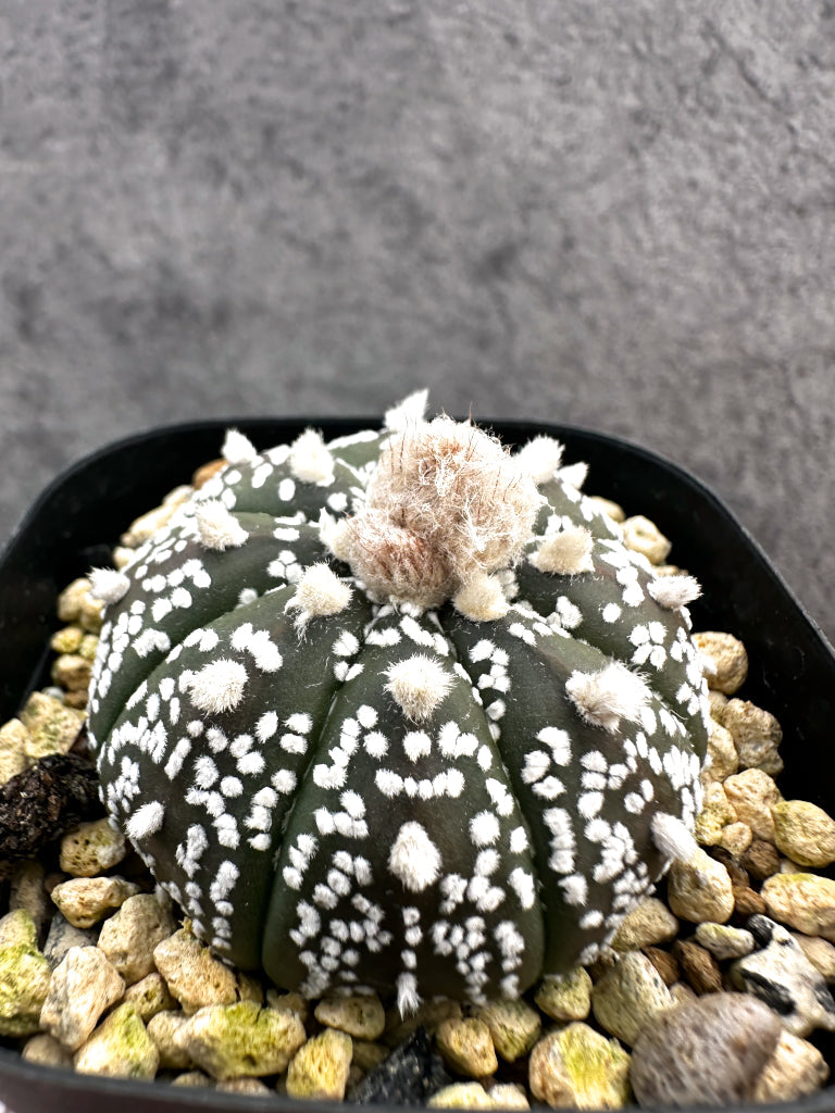 【現品限り】アストロフィツム・スーパー兜 実生【A8】 Astrophytum Super Kabuto