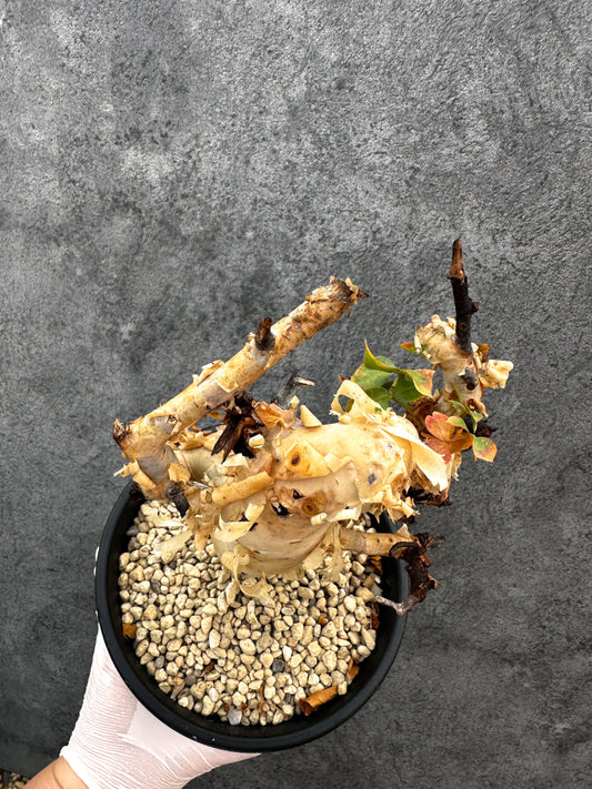 【現品限り】コミフォラ・カタフ ソマリア ピュア 現地株 発根済み【A92】 Commiphora kataf Somalia