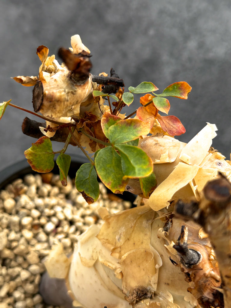 【現品限り】コミフォラ・カタフ ソマリア ピュア 現地株 発根済み【A92】 Commiphora kataf Somalia