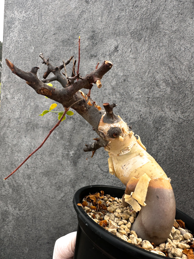 【現品限り】コミフォラ・カタフ ソマリア ピュア 現地株 発根済み【A94】 Commiphora kataf Somalia