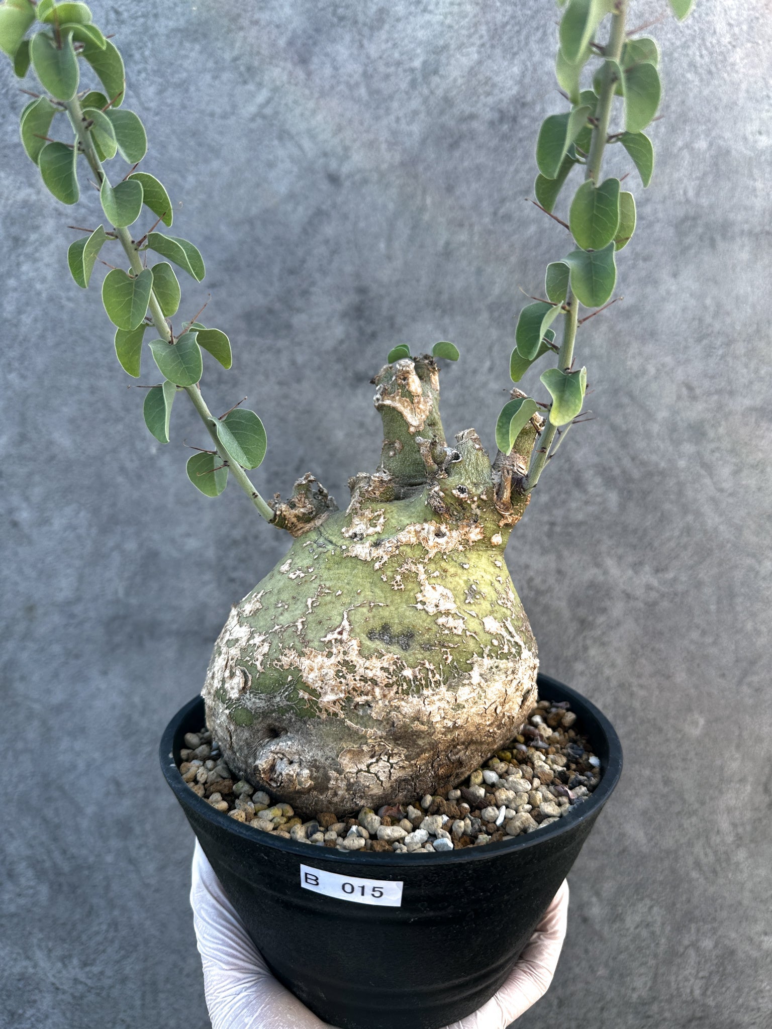 アデニア・スピノーサ 現地株 発根済み【B15】 Adenia spinosa 塊根