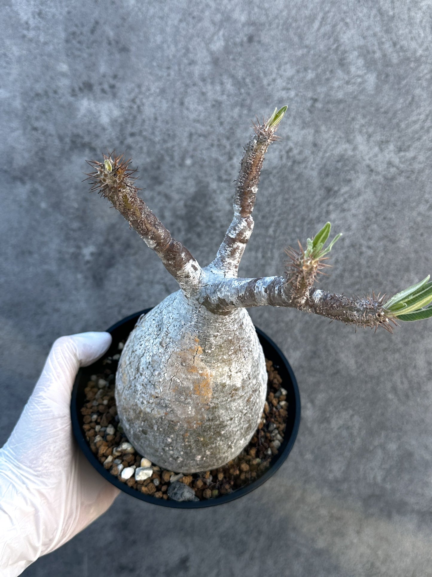 【現品限り】パキポディウム・グラキリス 現地株 発根済み【B3】 Pachypodium gracilius