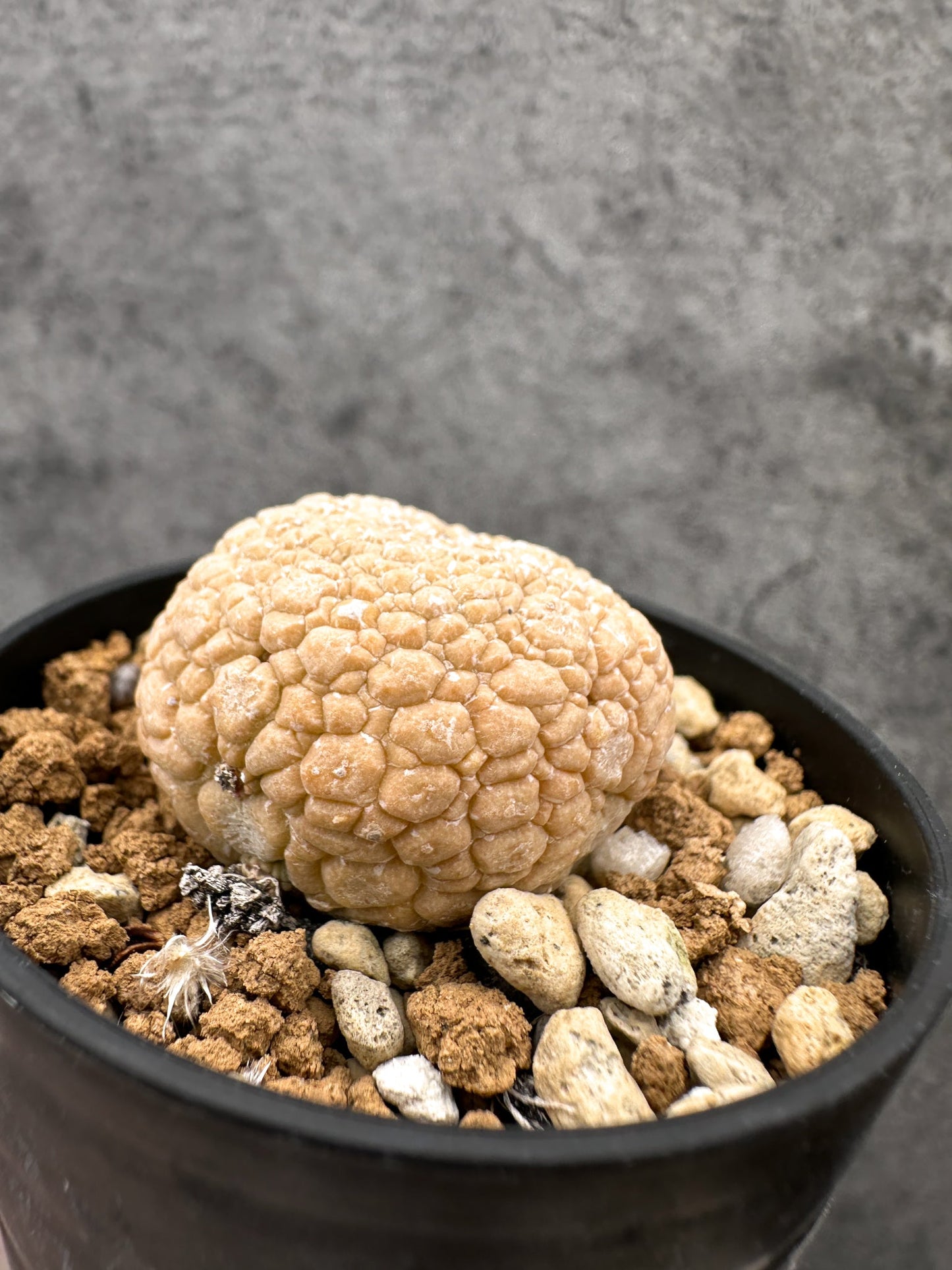 【現品限り】プセウドリトス・ミギウルティヌス 実生【C13】 Pseudolithos migiurtinus