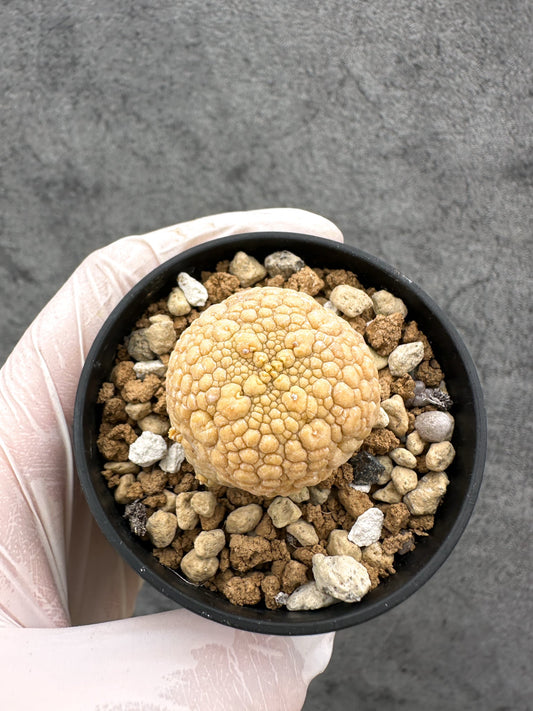 【現品限り】プセウドリトス・ミギウルティヌス 実生【C14】 Pseudolithos migiurtinus
