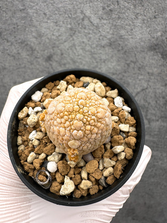 【現品限り】プセウドリトス・ミギウルティヌス 実生【C15】 Pseudolithos migiurtinus