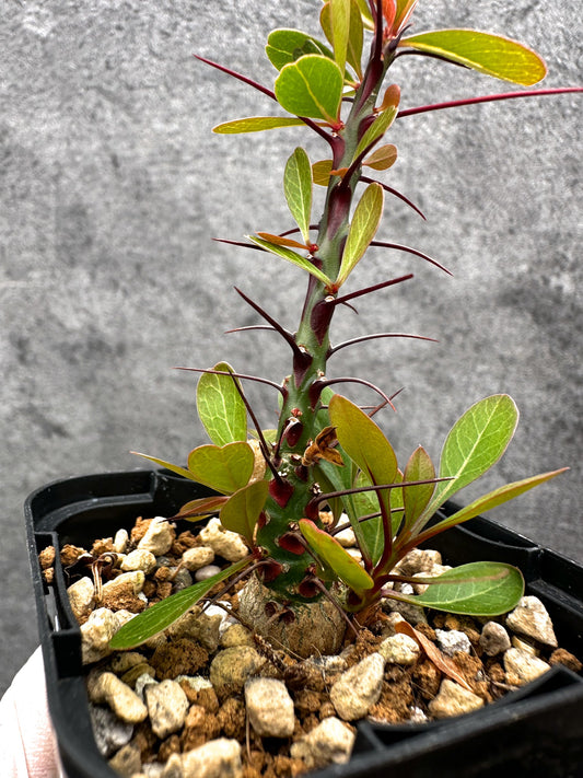 【現品限り】フォークイエリア・ファシクラータ 実生【C18】 Fouquieria fasciculata