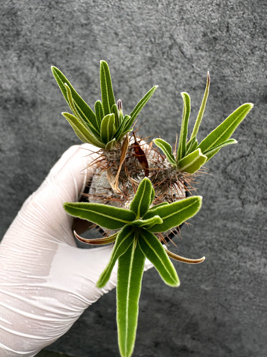 【現品限り】パキポディウム・グラキリス コレクション株 実生【C1】 Pachypodium gracilius