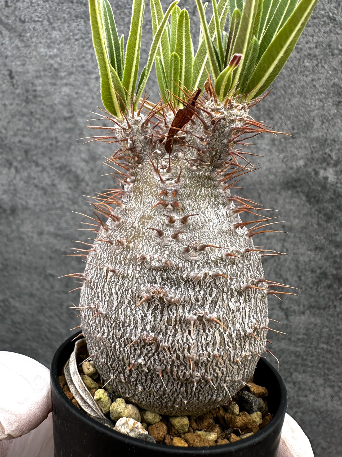【現品限り】パキポディウム・グラキリス コレクション株 実生【C1】 Pachypodium gracilius