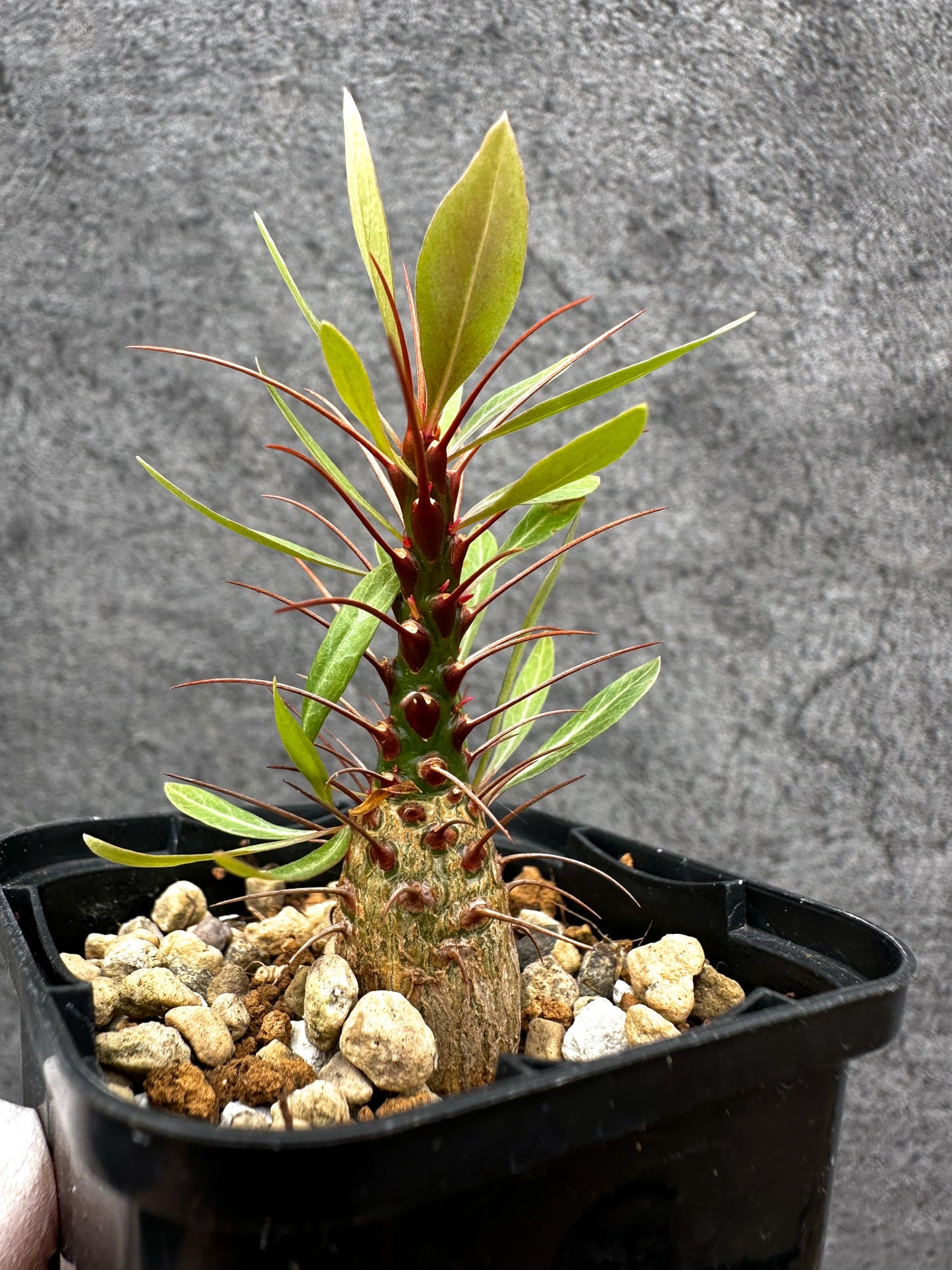 【現品限り】フォークイエリア・プルプシー 実生【C21】 Fouquieria purpusii
