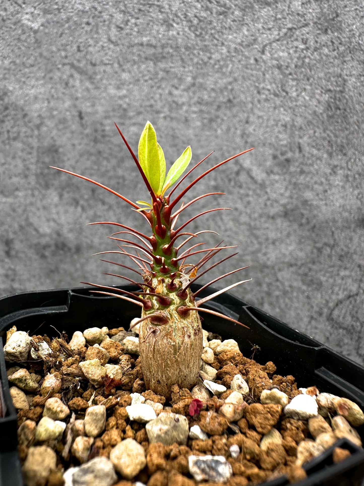 【現品限り】フォークイエリア・プルプシー 実生【C22】 Fouquieria purpusii