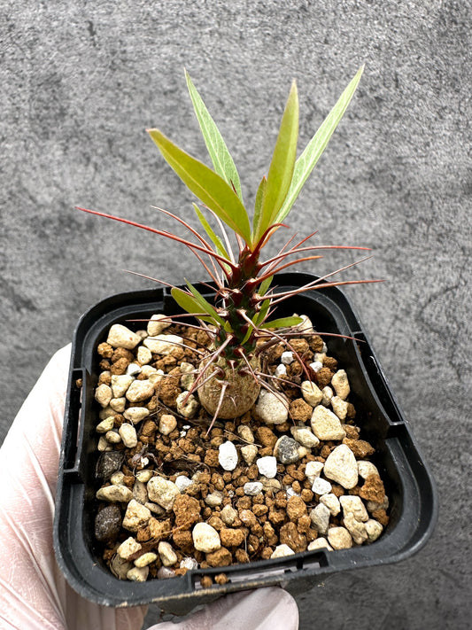 【現品限り】フォークイエリア・プルプシー 実生【C24】 Fouquieria purpusii