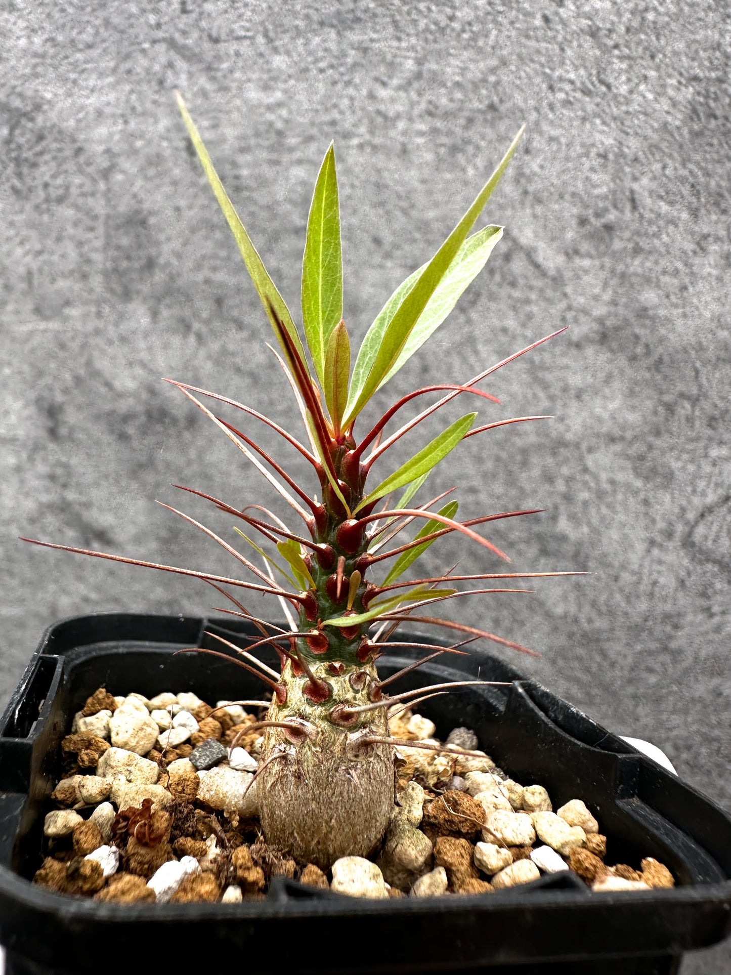 【現品限り】フォークイエリア・プルプシー 実生【C24】 Fouquieria purpusii